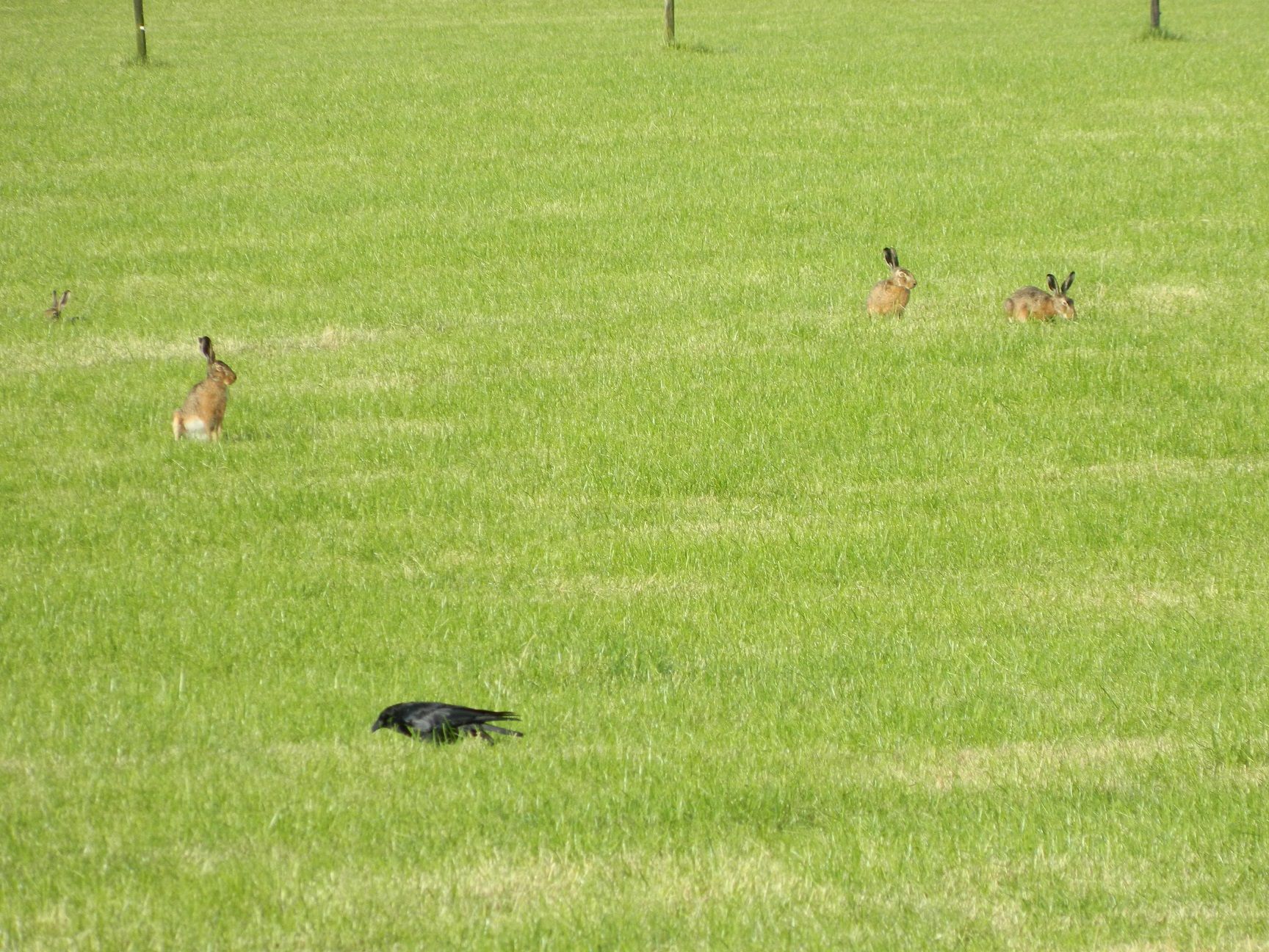 Hazen in het veld bij Holten