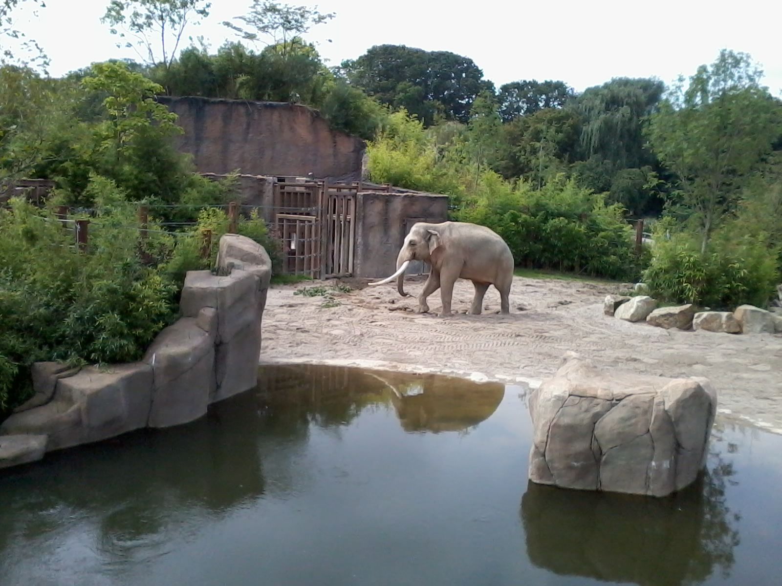 olifant in Allwetterzoo Münster