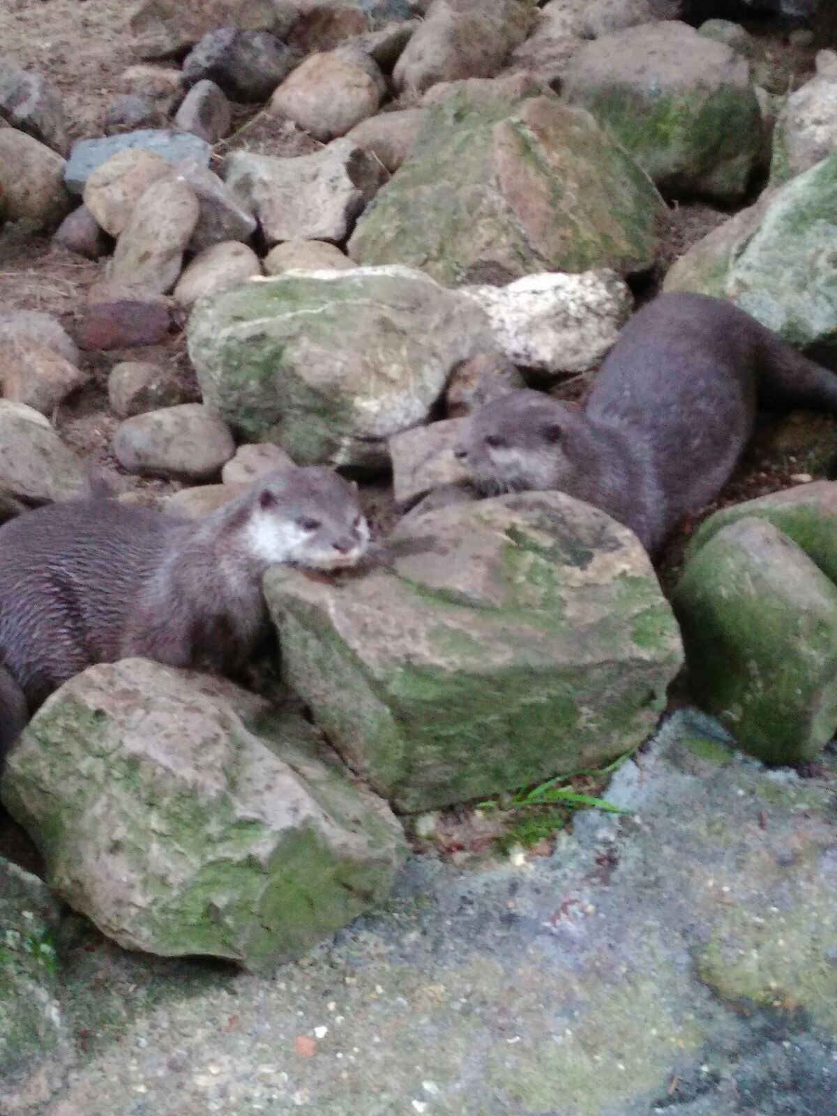 kleinklauwotters