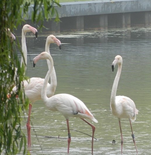 flamingos