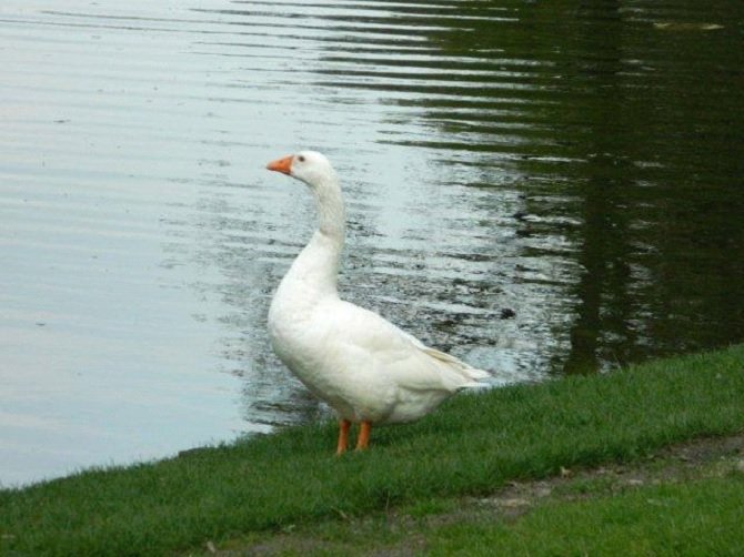 tamme-gans
